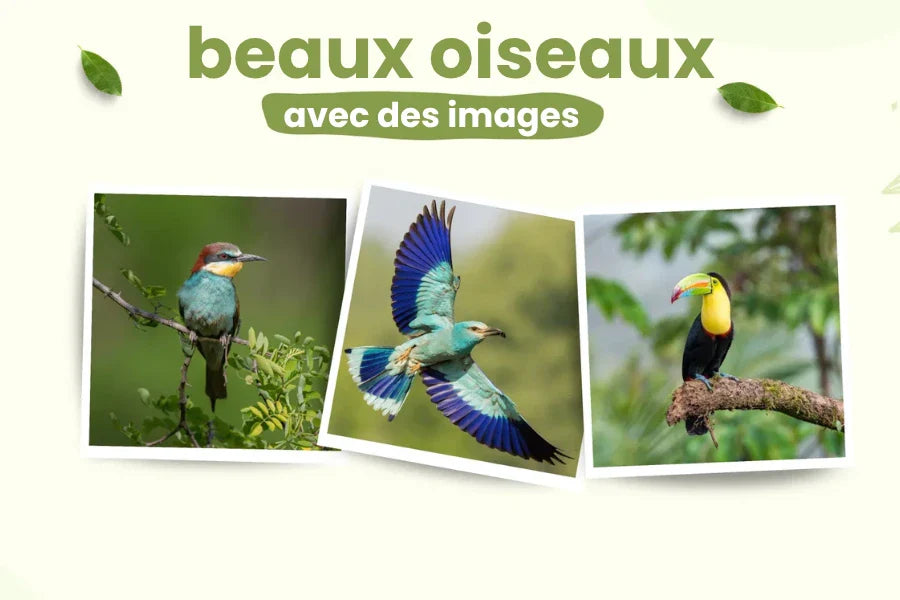 Les 10 Plus Beaux Oiseaux du Monde