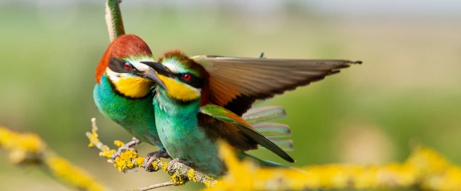 Comment les oiseaux s'accouplent-ils ? - Comprendre les comportements d'accouplement des oiseaux