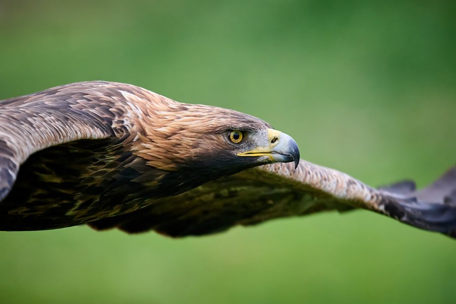 Les rapaces des Alpes françaises