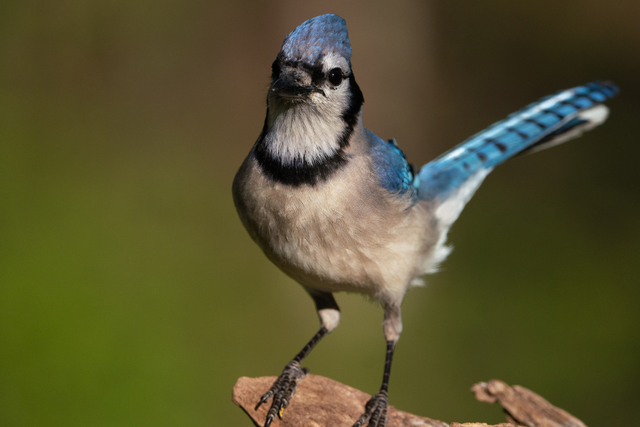 Signification Spirituelle de l'Hirondelle Bleue