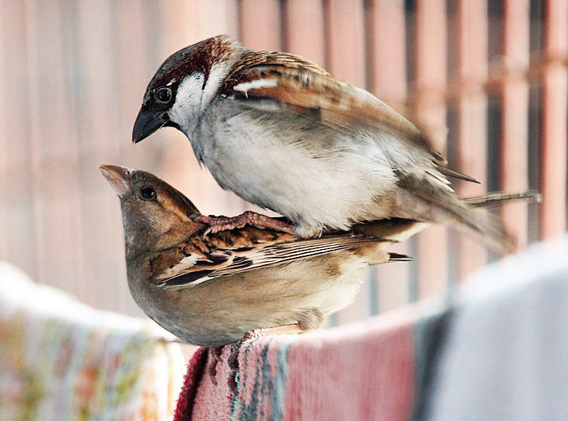 Comment les oiseaux s'accouplent-ils et se reproduisent-ils ?