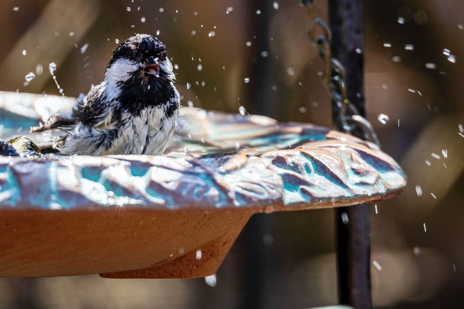 bain d'oiseaux