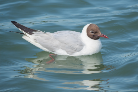 5 oiseaux noirs à tête blanche à observer en France