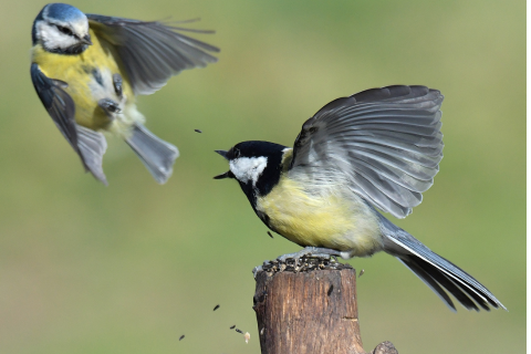 Mésange bleue vs mésange charbonnière : comment les reconnaître ?
