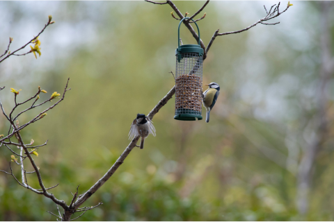 Mésange noire ou mésange charbonnière : comment les reconnaître ?