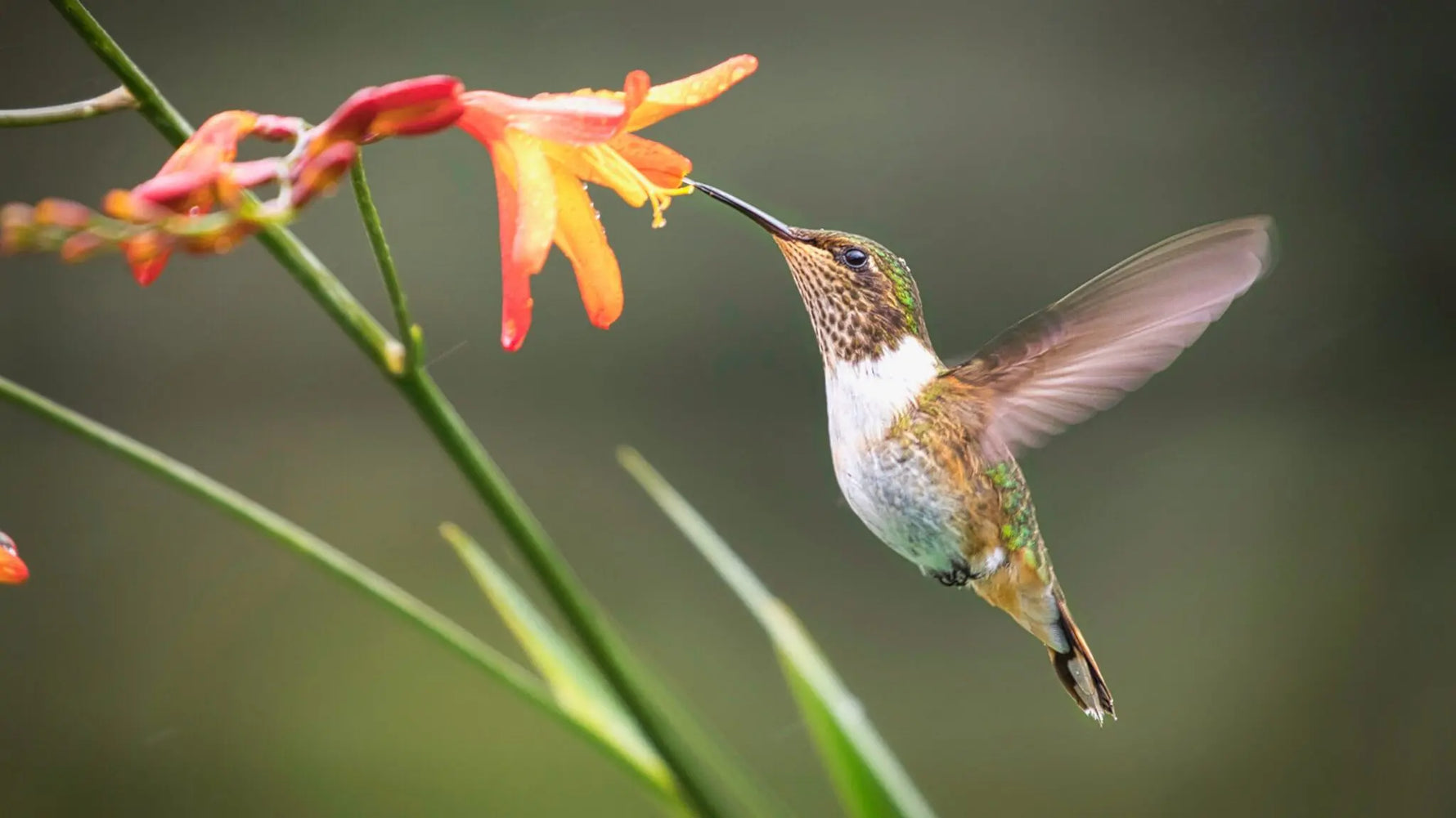 Que symbolise le colibri ?  Signification spirituelle et culturelle