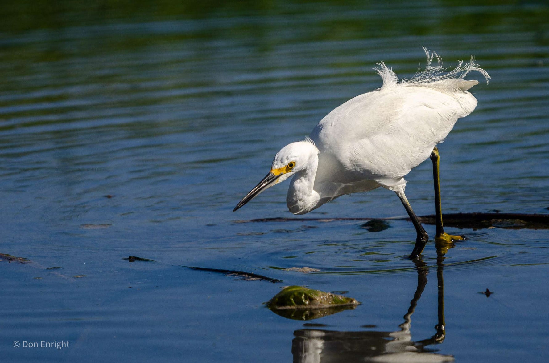 Aigrette garzette en France : identification, habitat et observation