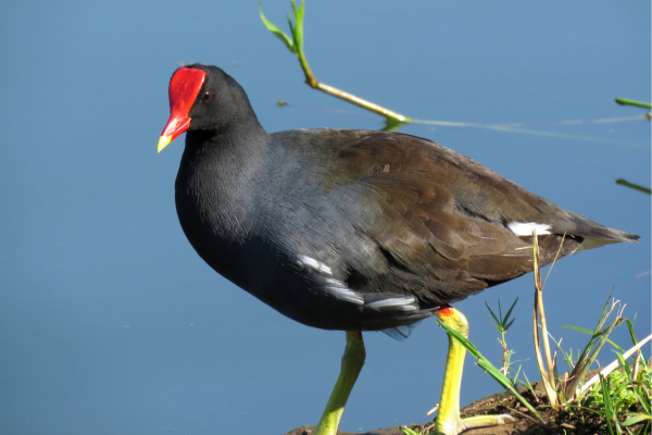 Gallinule poule-d’eau : Identification et Reproduction en France