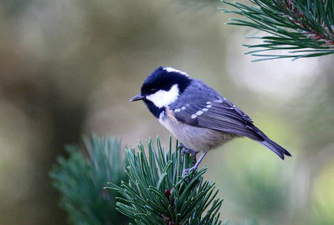 Présentation des oiseaux - Mésange charbonnière