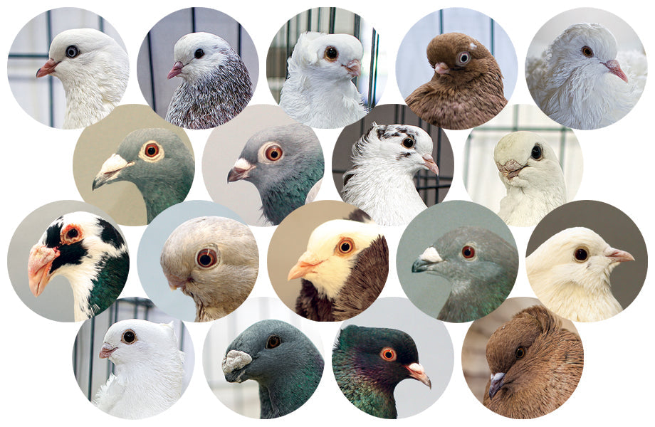 Types de pigeons : races, caractéristiques et conseils d’élevage