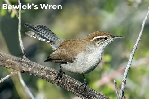 Changement des noms des oiseaux