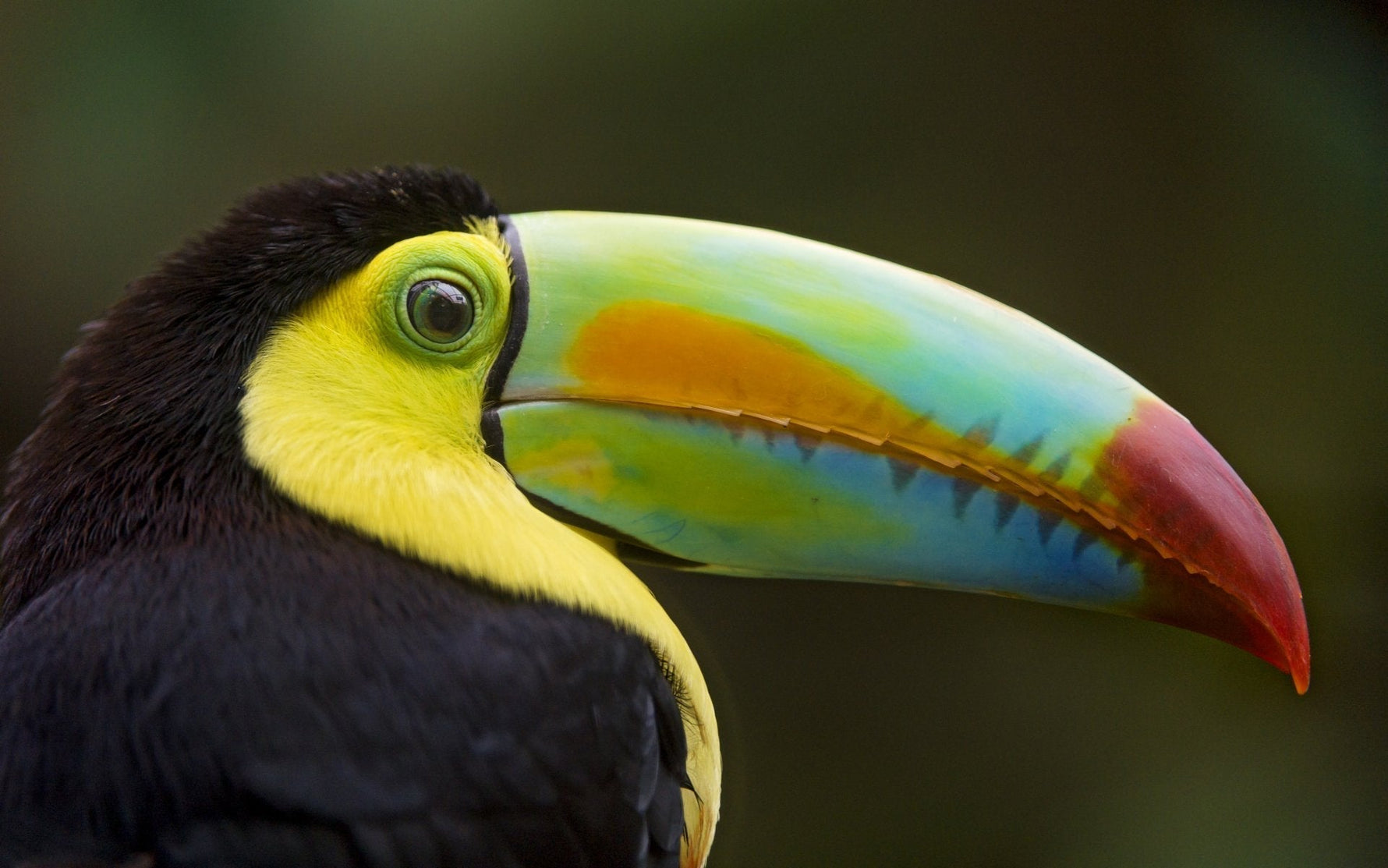 Explorer la diversité des becs d’oiseaux