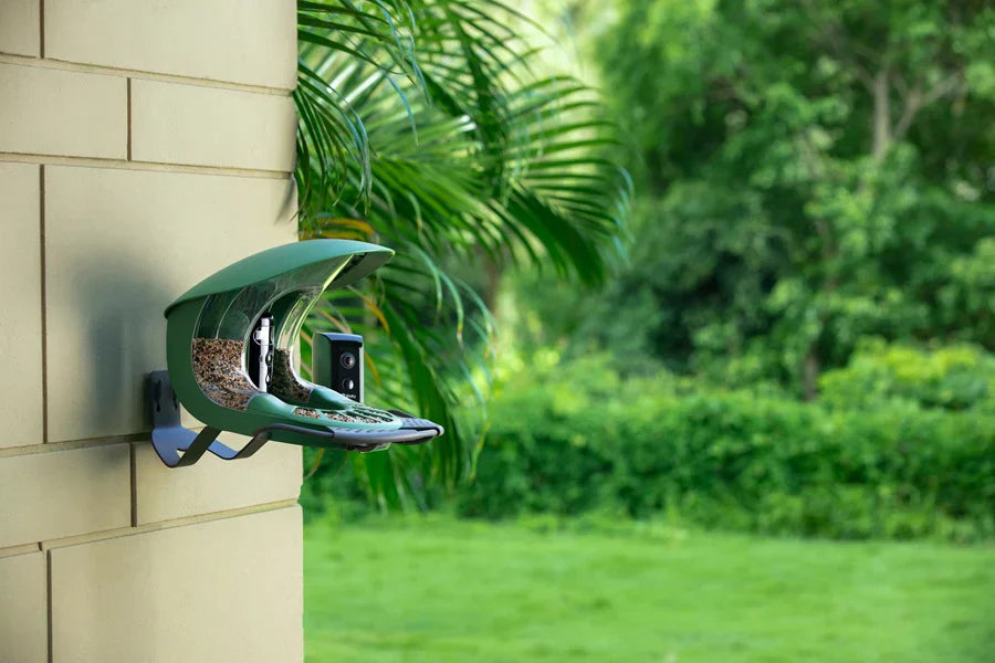 Où placer une mangeoire intelligente pour oiseaux: le guide pour un emplacement idéal
