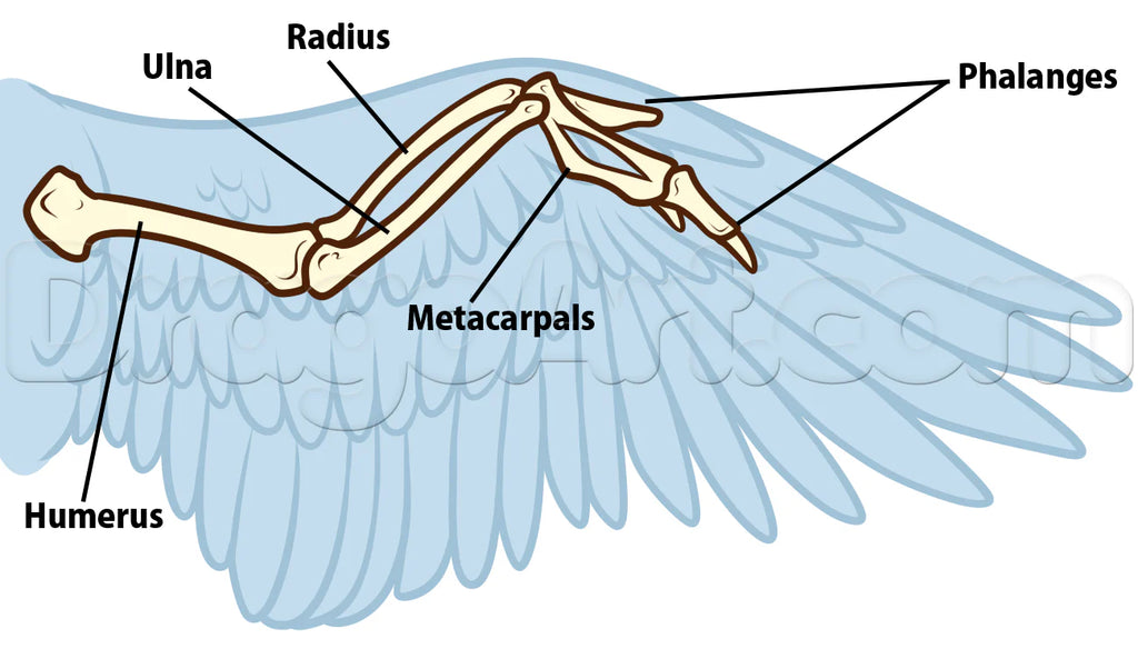 Les types d'ailes d'oiseaux :  Tout à savoir