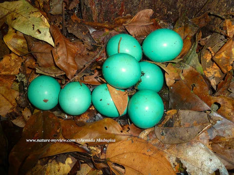Quels oiseaux pondent des œufs bleus ? 26 espèces à découvrir