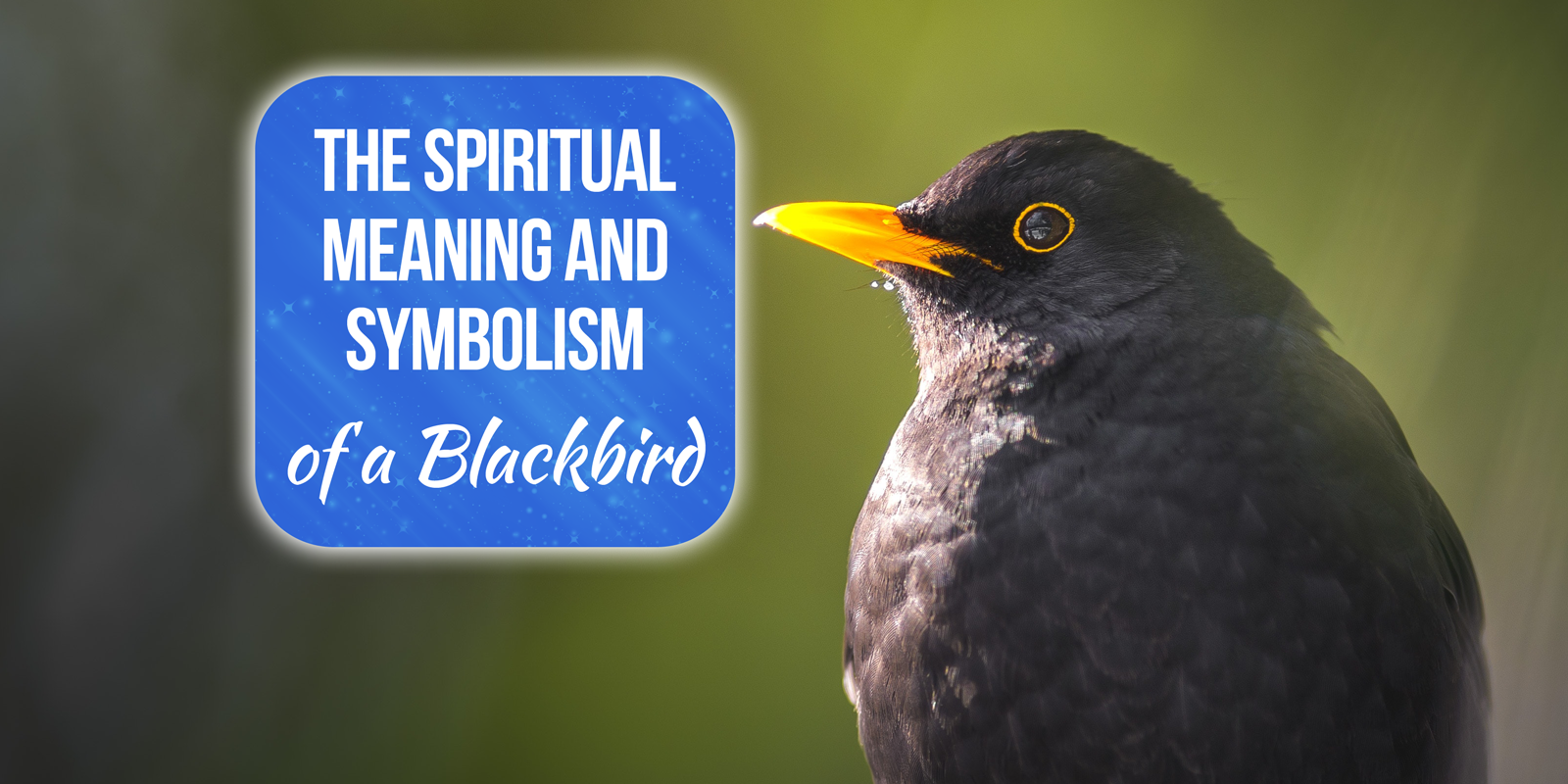 Signification spirituelle du merle noir : une exploration détaillée