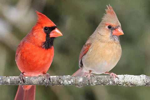 12 oiseaux qui ressemblent au cardinal