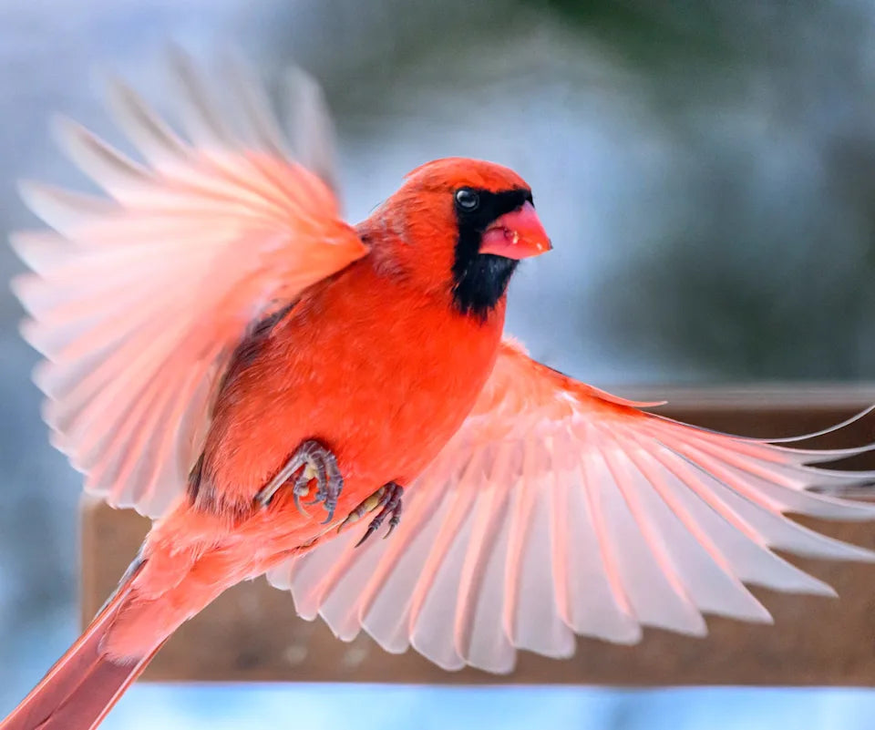 Signification spirituelle du cardinal : message sur votre vie
