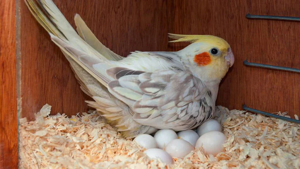 Tous les oiseaux pondent-ils des œufs ? Ce qu’il faut savoir