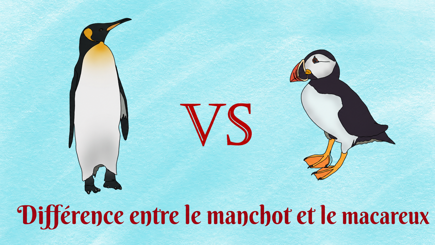 Les macareux sont-ils apparentés aux pingouins ? 7 différences