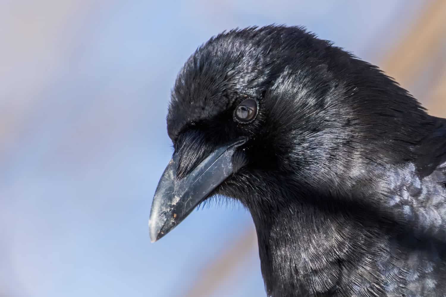 Signification spirituelle du corbeau : que signifie en voir un ?