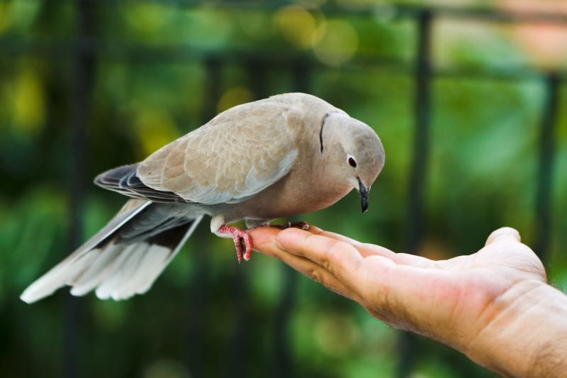 Messager de paix : signification d’une colombe qui vous rend visite
