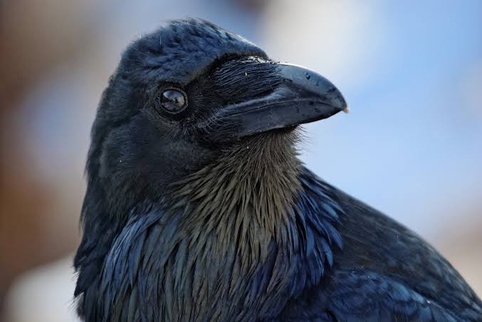 Signification spirituelle du grand corbeau : son symbolisme mystique