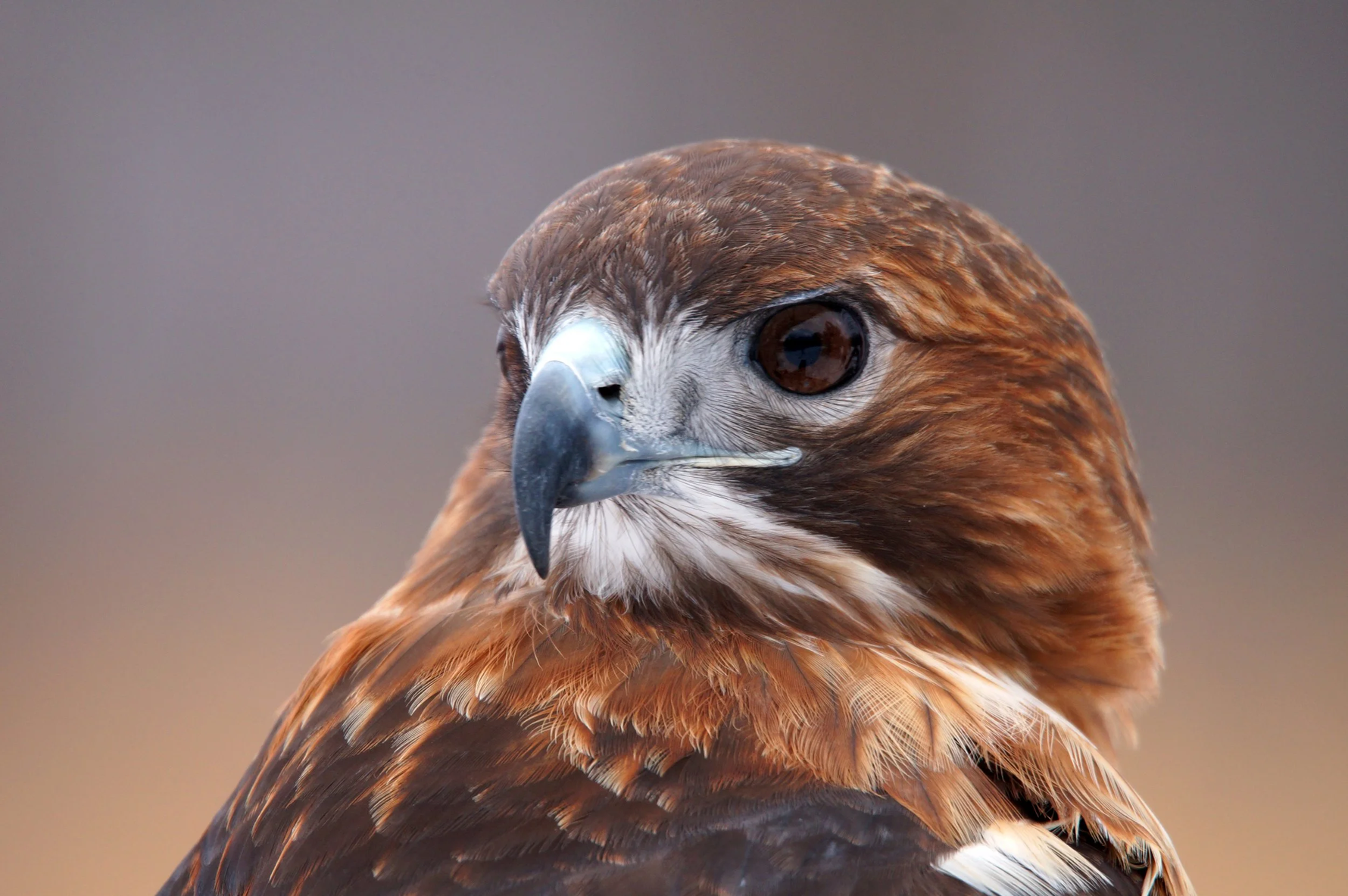 Signification spirituelle du faucon : ce que révèle son apparition