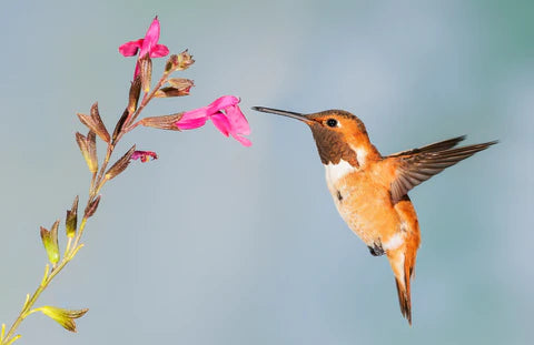 Quand mettre en place les mangeoires pour colibris : Guide régional