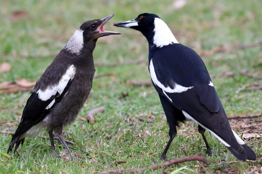 Signification spirituelle des pies : pourquoi elles vous rendent visite ?