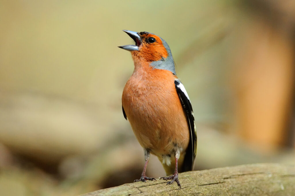 15 oiseaux à poitrine orange : guide expert pour les identifier facilement