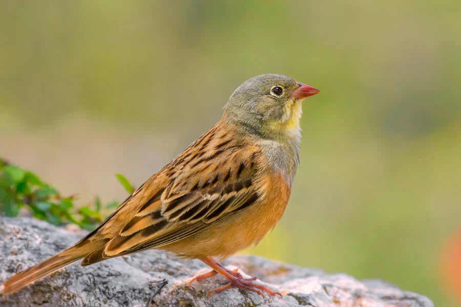 Les oiseaux de France: trésors ailés à protéger et à observer avec Birdfy