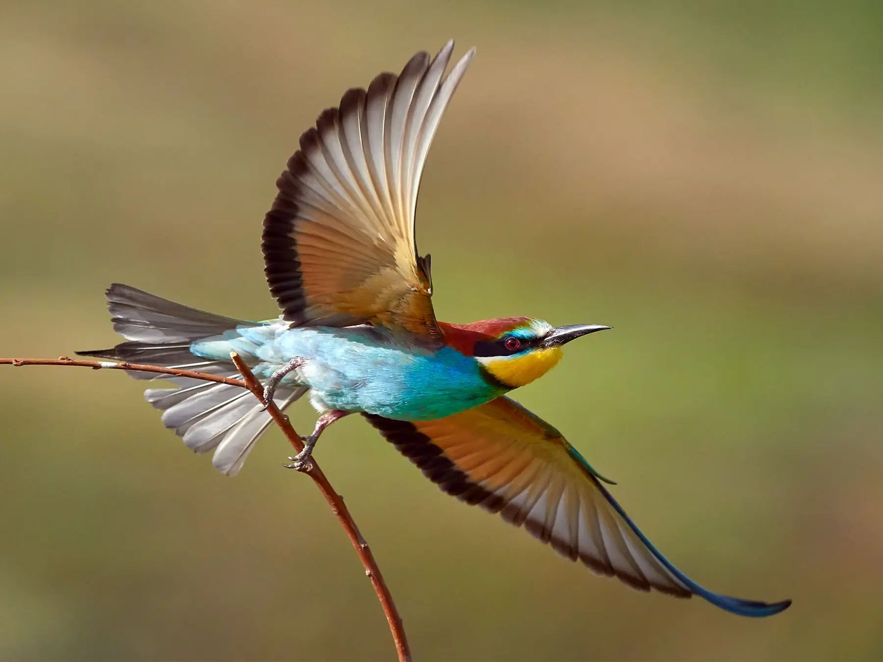 Types d’ailes d’oiseaux : formes, adaptations et vol