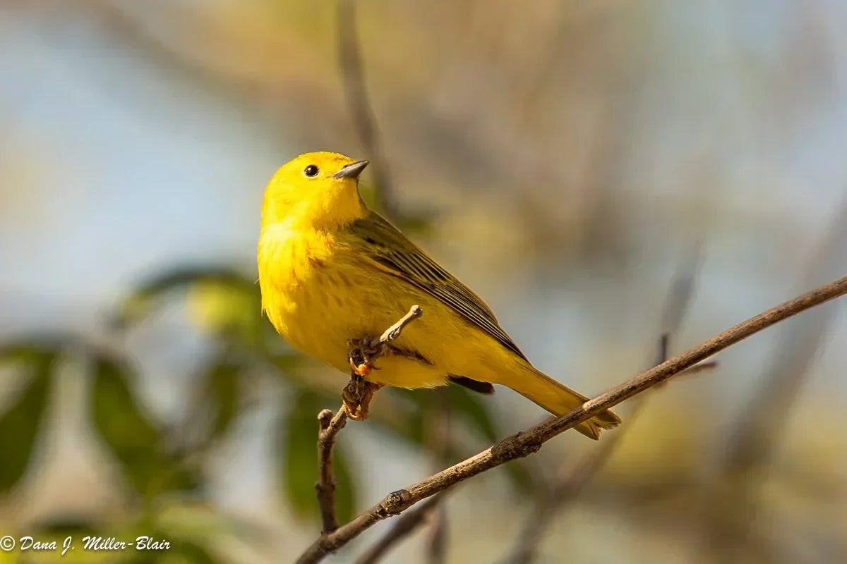 30 oiseaux jaunes dans le monde que vous devez absolument connaître