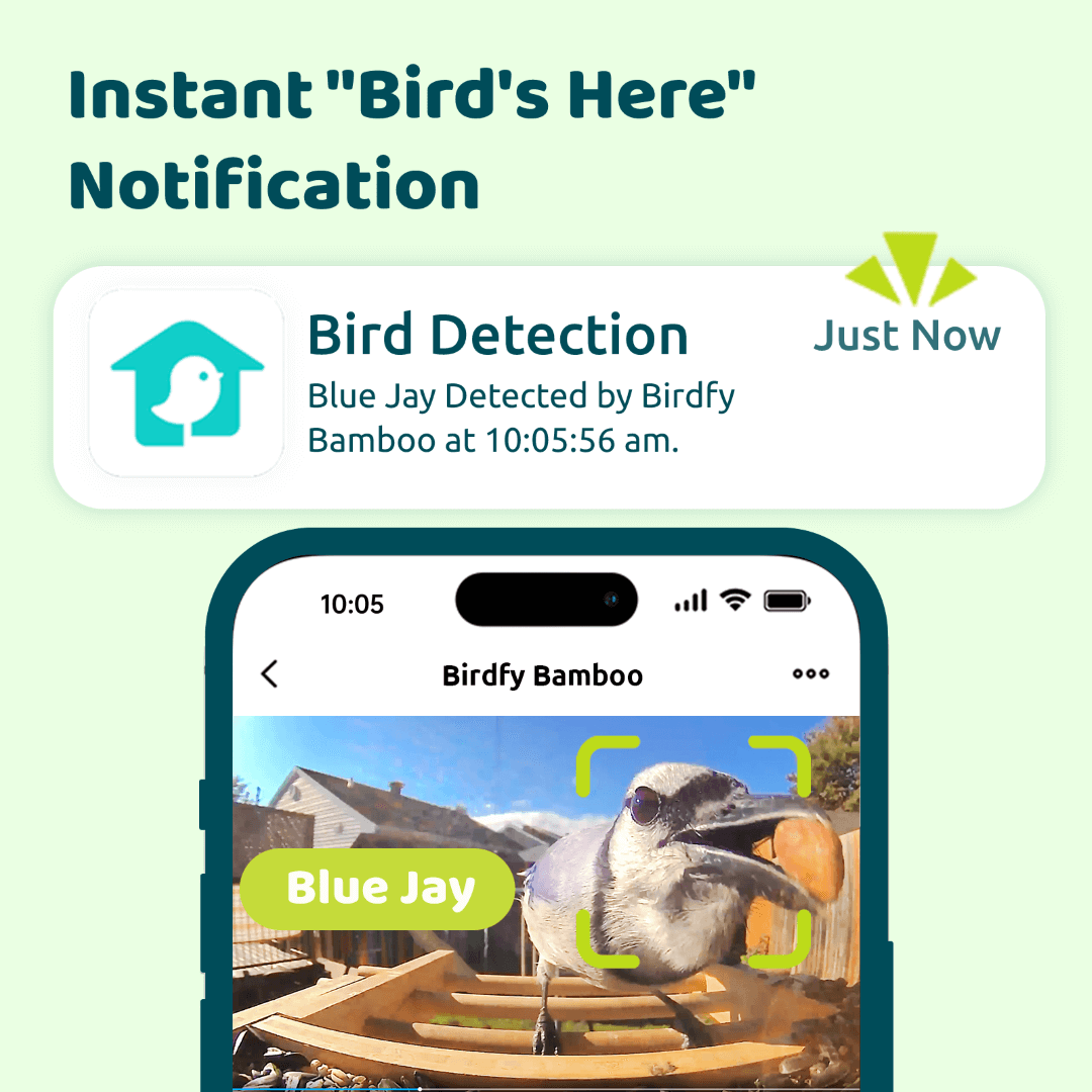 Birdfy Feeder Ebony - Mangeoire à oiseaux intelligente en bois