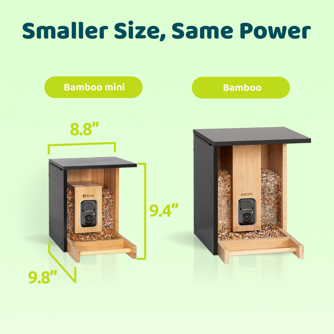 Birdfy Feeder Bamboo Mini - Mangeoire intelligente en matériau éco-responsable