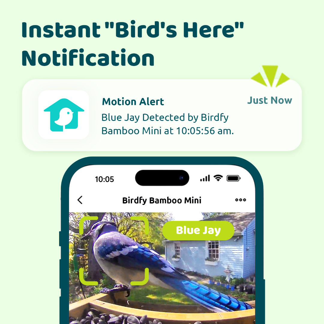 Birdfy Feeder Bamboo Mini - Mangeoire intelligente en matériau éco-responsable