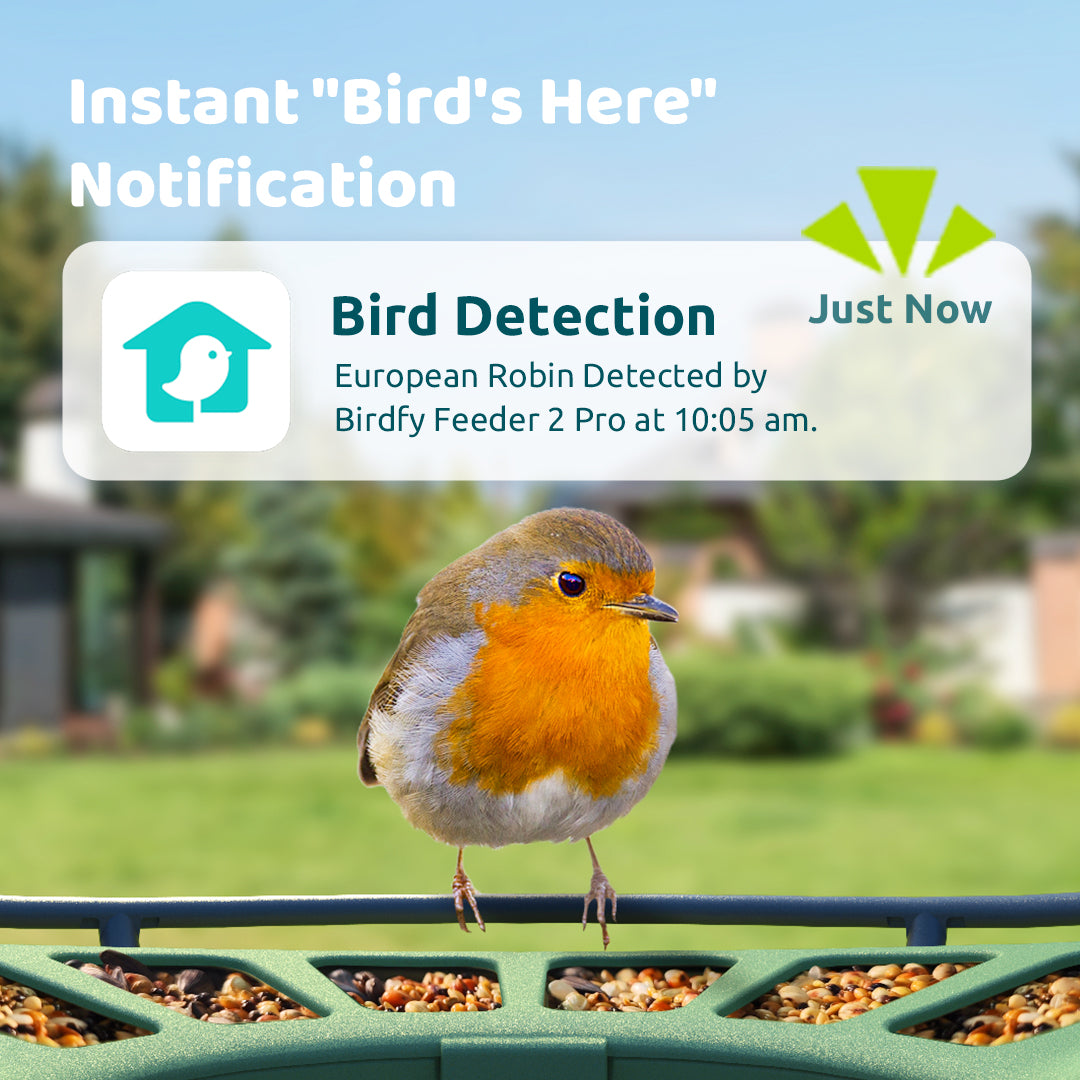 Birdfy Feeder 2 Pro - Mangeoire pour oiseaux avec Caméra HD