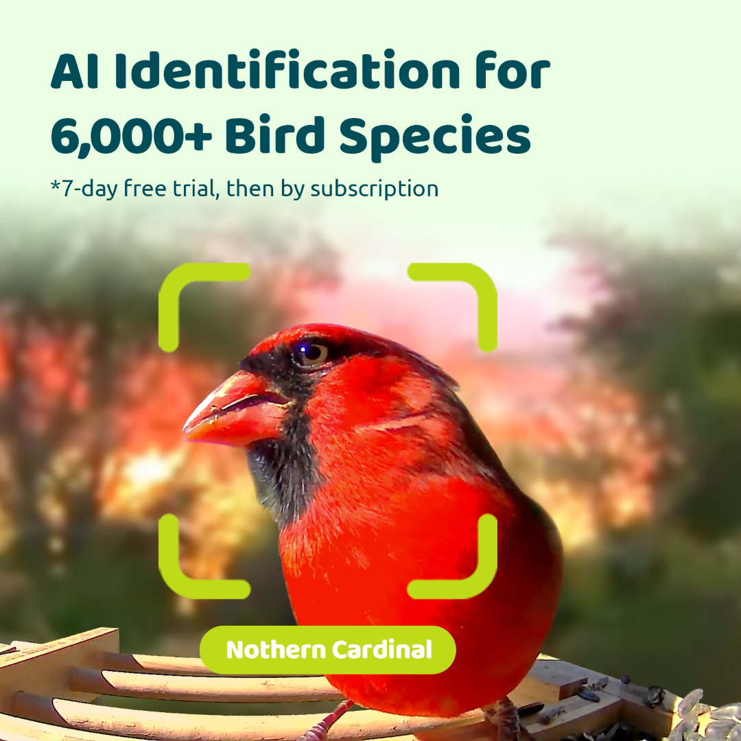 Birdfy Feeder Bamboo Mini - Mangeoire intelligente en matériau éco-responsable