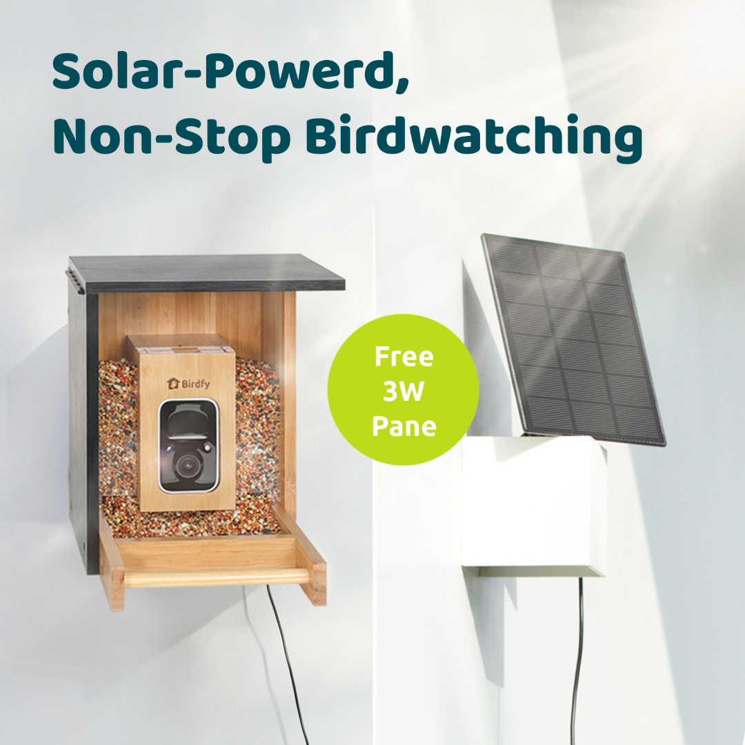 Birdfy Feeder Bamboo Mini - Mangeoire intelligente en matériau éco-responsable