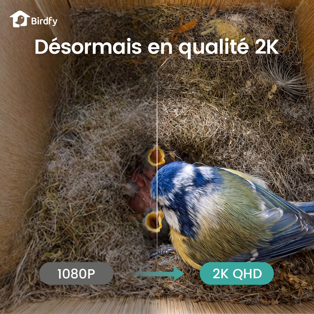 Birdfy Nest - Maison à Oiseaux Intelligente en Bois avec Caméra