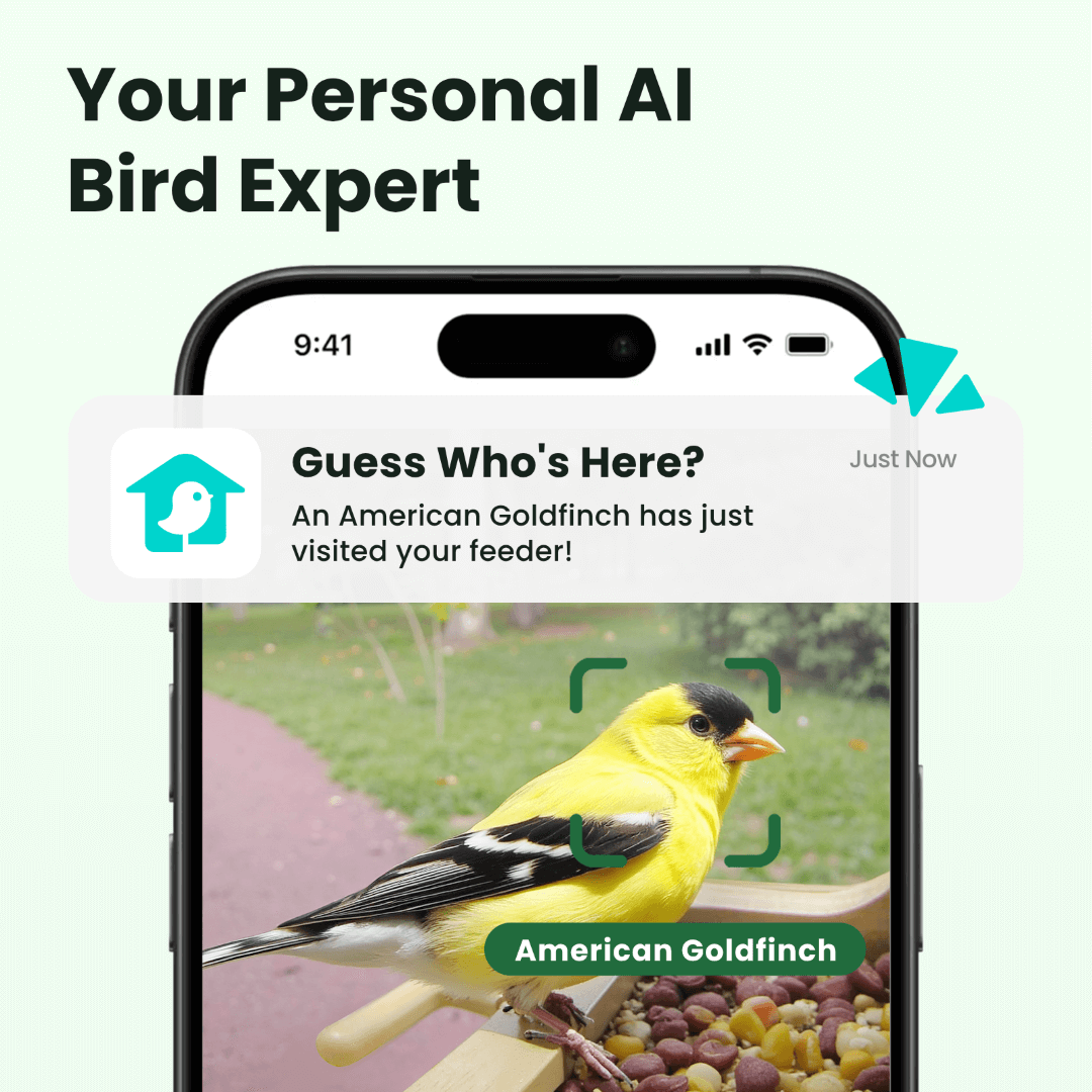 Birdfy Feeder Wood – Mangeoire à Oiseaux Intelligente en Bois avec Caméra