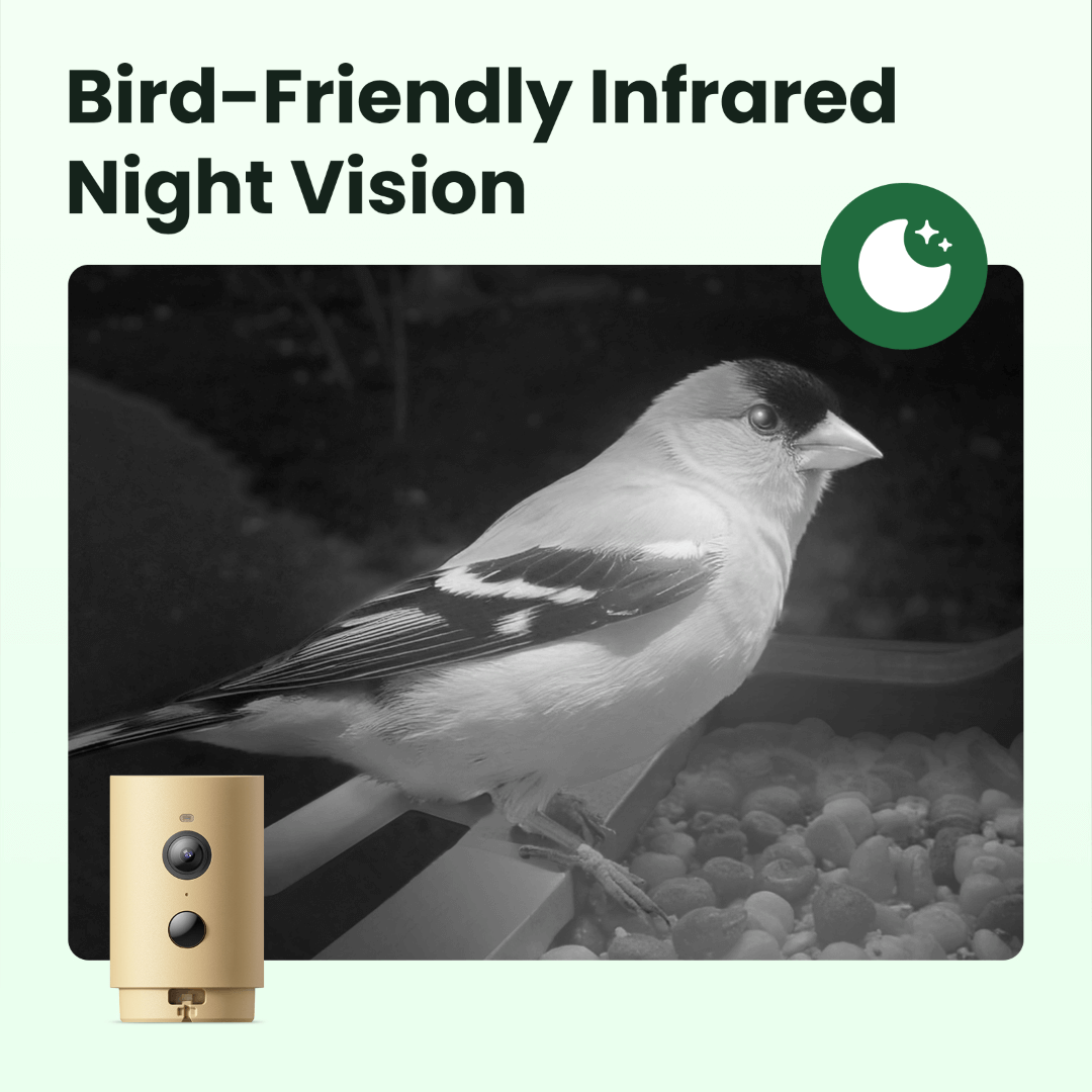 Birdfy Feeder Wood – Mangeoire à Oiseaux Intelligente en Bois avec Caméra