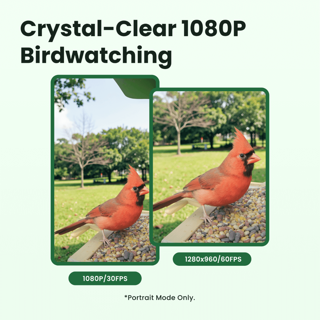 Birdfy Feeder Wood – Mangeoire à Oiseaux Intelligente en Bois avec Caméra