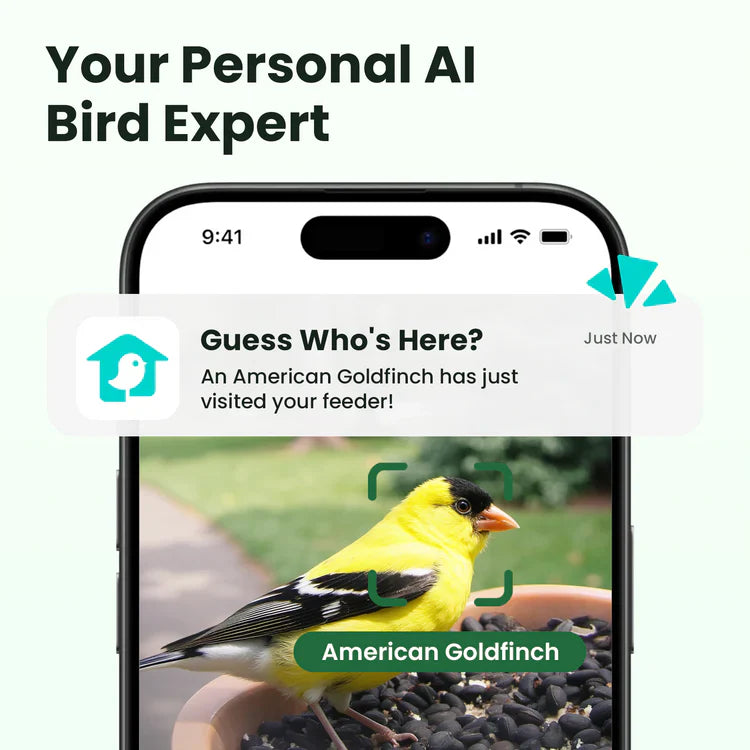 Birdfy Feeder Rookie - Mangeoire à Oiseaux Connectée Facile pour Débutants