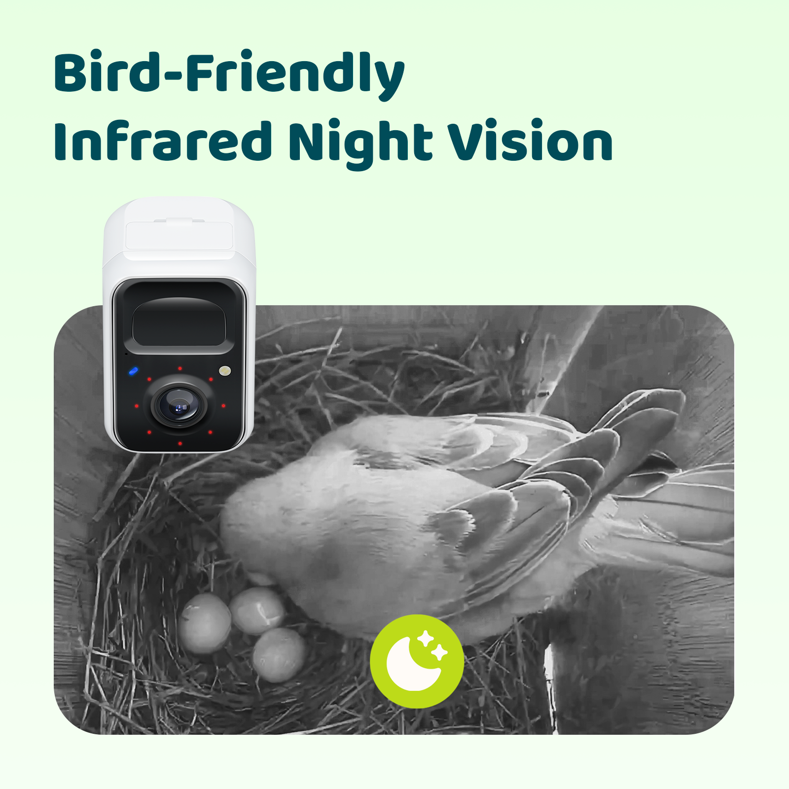 Birdfy Nest Polygon - Nichoir intelligent avec caméra