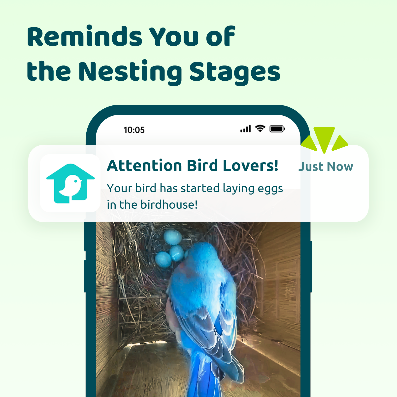 Birdfy Nest Polygon - Nichoir intelligent avec caméra