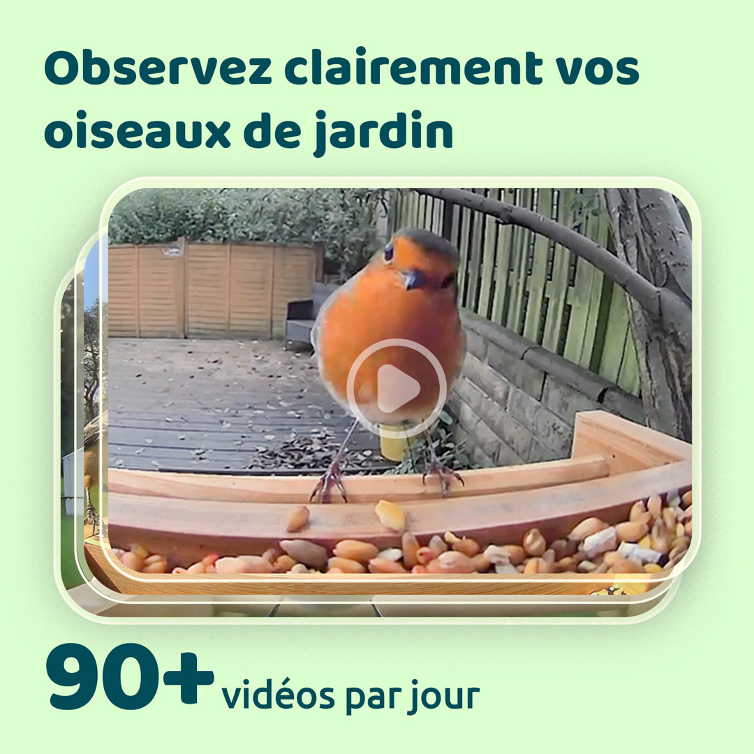 Birdfy Mangeoire à Oiseaux en Bambou avec Caméra et Panneau Solaire