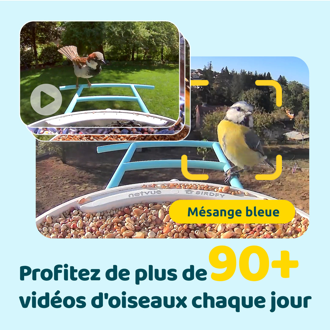 Mangeoire à Oiseaux avec Caméra et Panneaux Solaires, IA en Option