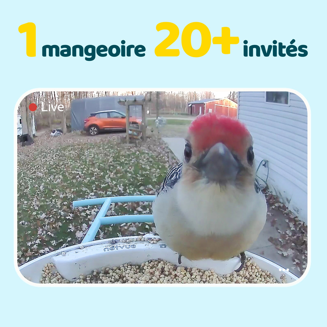 Birdfy Feeder avec panneau solaire - Mangeoire à Oiseaux avec Caméra